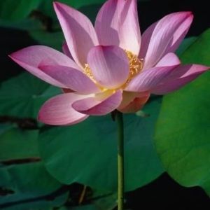 Meet your Posher, Facetious